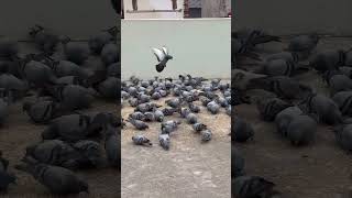 Seva#short#help#video#🕊️🕊️❤️❤️🙏