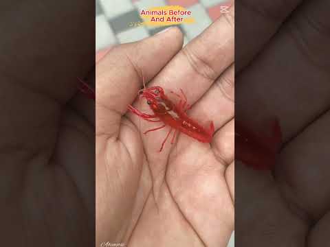 Amazing Animal Transformations: Before and After Growing Up!  🦐🐙#Animals #Cute