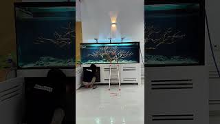 Build a fish tank #aquariumhobby #aquascape #aquascapes #aquascaping#aquariumfish #aquariumlife