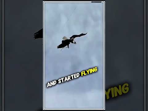 The Flight of Loyalty #shorts #youtubeshorts #trending #viralshorts