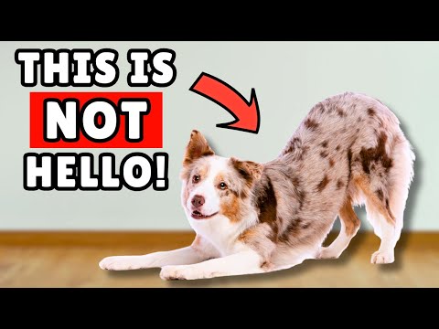 The Real Reason Your Dog Stretches Like That (It’s Not What You Think)