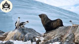 過酷なる南極 – 王者と生存者の対決 #動物世界 | 野生の驚異