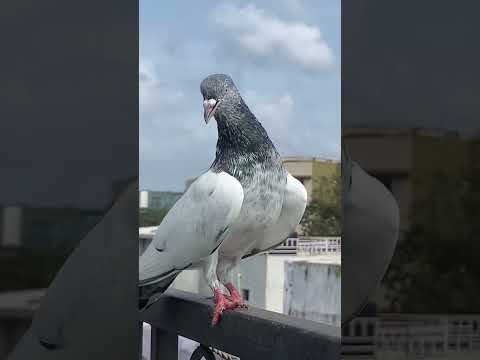 Bhul To Nahi Gaye hame channel ko subscribe kar lo dosto