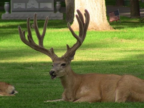 Mule Deer Antler Growth