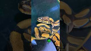 MicroScale Ball Python! #molinarosnakelab #ballpython #royalpython #snakebreeding #scaleless #shorts