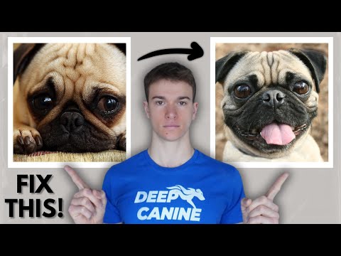 Dog Trainer EXPOSES the Hidden Formula for Dog Love!
