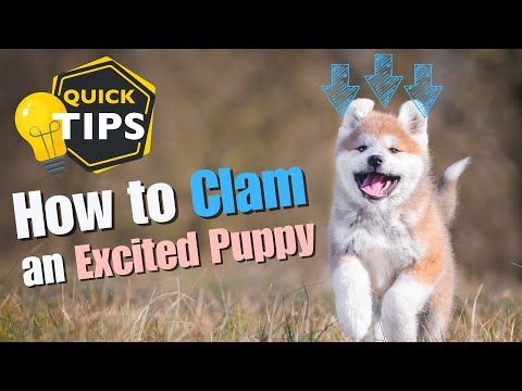 How to calm an excited puppy