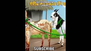 #abdulmuqeet #bakraeidstatus2021 #salimmalikstatus #bakraeid #bakraeidstatus #bakra #bakraeidshorts