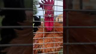 The sassy judge-mental mini rooster