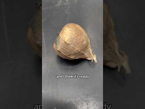 The surviving tomatillo has produced fruit and it looks ripe. #plants #gardening #growsomefood