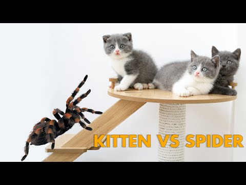Kitten lili fight with a spider