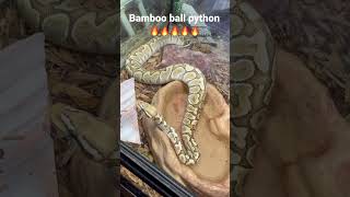 Look at this stunning bamboo ball python #shorts #reptiles #ballpythonlove #ballpythons 🔥🔥🔥🔥🔥🔥