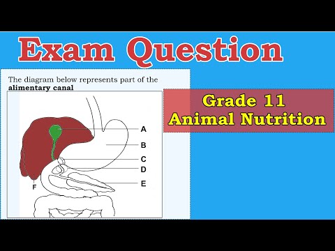 Grade 11 | Exam Question | Animal nutrition, Functions of liver