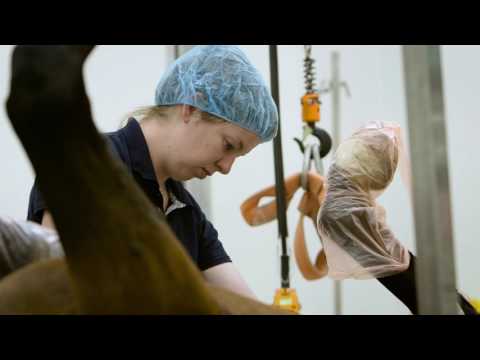 Waikato Equine Veterinary Centre Video 1