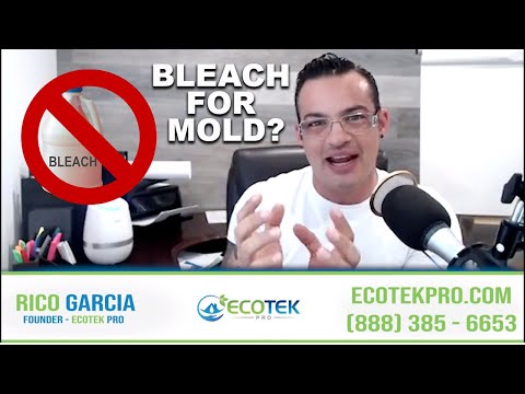 Does Bleach Kill Mold? Tips on How to Kill Mold