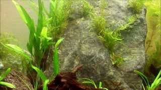 Aquascape 60L Low Tech Beginner
