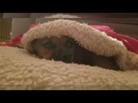 River, Deer head chihuahua, squirrel hunter!