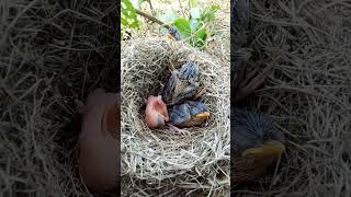 A baby is still young (P 4) #shorts #ytshortsvideo #trendingshorts #short