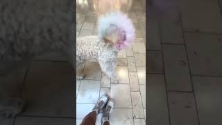 STOP FAKING SERVICE DOGS! YOUR PET IS NOT TASK TRAINED! #servicedog #workingdog #dog #dogtraining