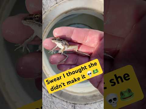 Pool guy or frog lifeguard? 🐸💦 #poolcleaning #poolmaintenance #frog #fyp #animals #shorts