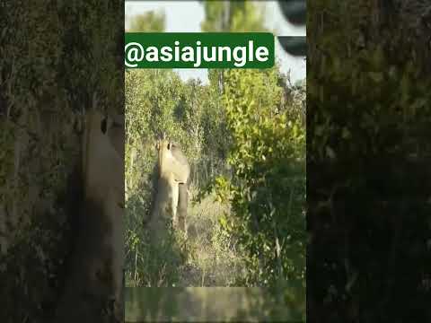 Allah #junglelife #traveldestinations #india #jungleexperience #travelindia Madad #pakistan #sound