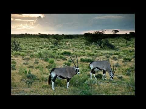 djb world photography - africa wildlife