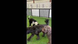 BLACK AND WHITE at Furbaby Pet Care