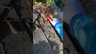 Gutter Cleaning Gone Wild — Ant Colony Inside! 🐜🌧️