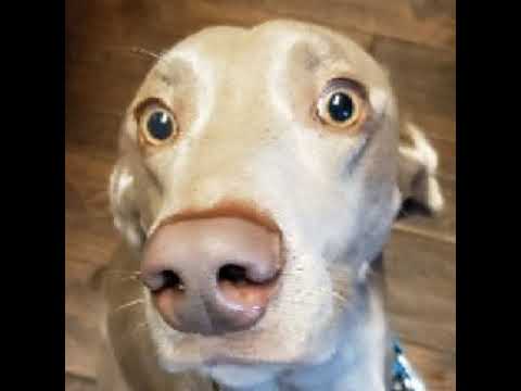 Hayden Tuttle Live Stream