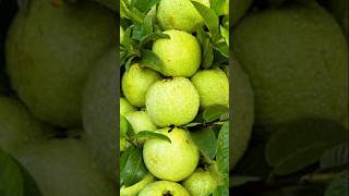 How to grow guava tree, great way to propagate guava tree by air layering using a carrot