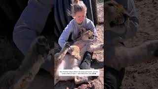 Nurturing an Orphaned Lion Cub #lion #shortsvideo #animalshorts #wildliferescue
