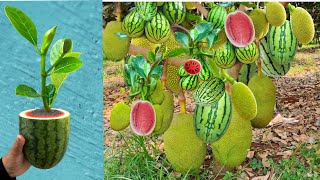 Jackfruit and Watermelon The most lethal technique for grafting tree / how to grow jackfruit tree