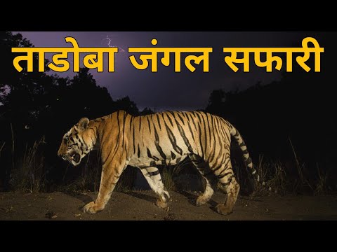 Tadoba Jungle Night Safari Tiger Reserve | Tadoba Night Safari | ताडोबा जंगल सफारी | 🐅🐅