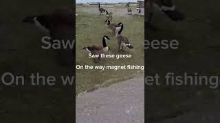 Geese #geese #views #moreviews2025