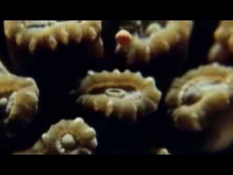 Coral Spawning 2011 - Deep Sea Divers Den - Cairns - Great Barrier Reef