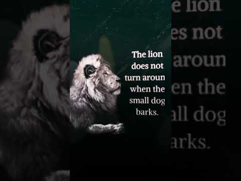 the lion does not concern itself #funny #sigmagrind