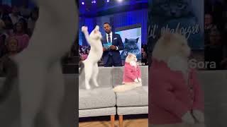 Daytime TV Drama with Kitty DNA Testing