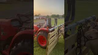 Cow walker! #livestock #cows #livestockshow #cattle