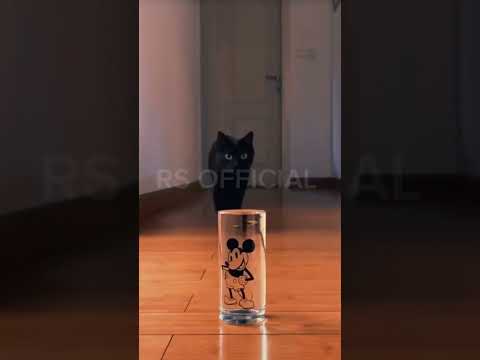 "Cats have their own way of drinking water... So unique!"