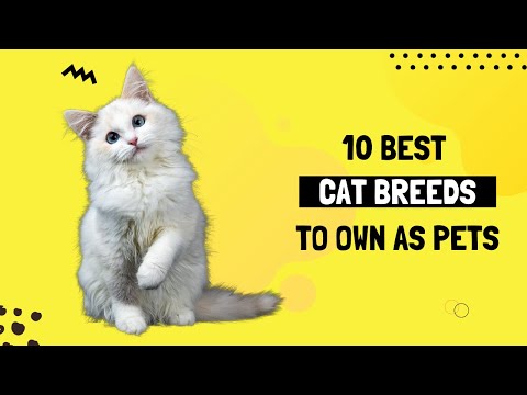 Best Cat Breeds To Own As Pets