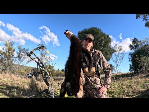 Bow hunting pigs and feral cat. (Bow hunting Australia).