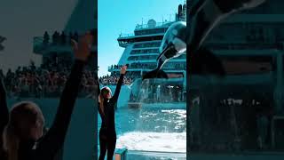 “Johnny turns a cruise ship into his stage 🌊 #orca #viral #oceanmagic #whalepower #cruiselife #love