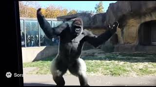 Sora 2 is UN-BELIEVABLE | Best Ai Dancing Animal Videos