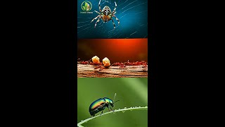 The Hidden World of Micro-Animals in Nature