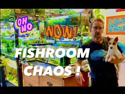Fishroom Chaos !