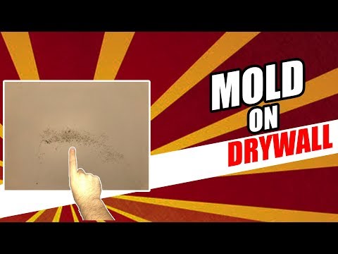 Mold on Drywall - Should You Be CONCERNED?