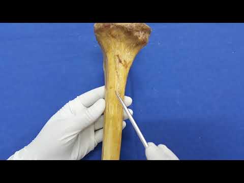 Tibia - Osteology