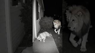 Mysterious Act Captured on Camera: Lion and Dog #ghost #cctv