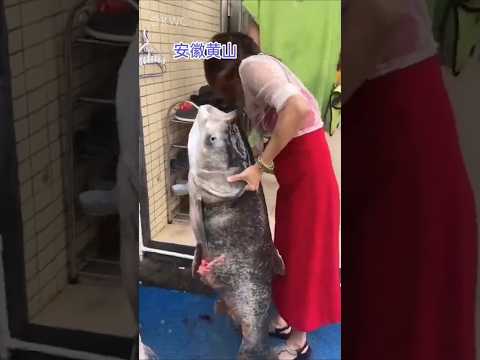 Fish erupting from the ground