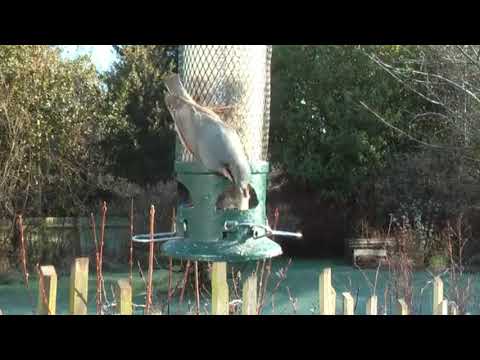 Relax with the Pure Sound of Birds Singing | Relaxing Music with Birds Singing and Chirping